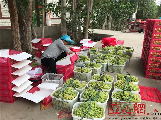 新疆鄯善县鲁克沁镇葡萄种植丰产又丰收 农户