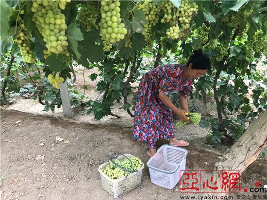 新疆鄯善县鲁克沁镇葡萄种植丰产又丰收 农户