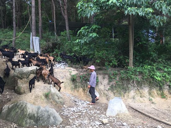 疼叔的父母住在山上，每日放羊养猪