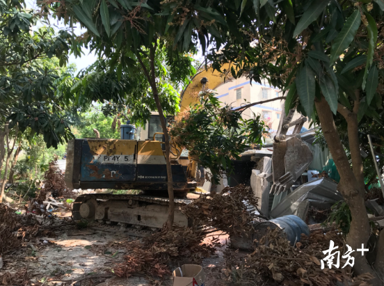 借树林遮挡搞违建?休想!坪山区依法拆除660平