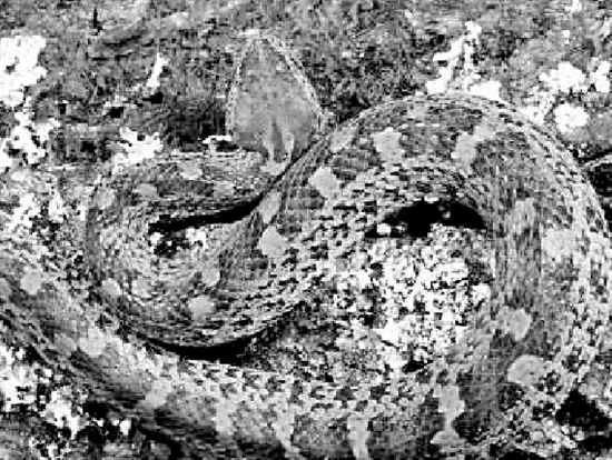 三角形头的蛇一定有毒吗五步蛇真的会五步倒吗