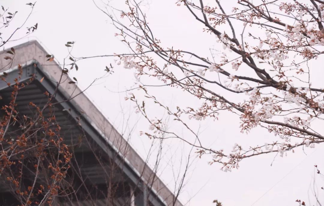 看樱花不用去鸡鸣寺，江北这片樱花林惊艳全南京！
