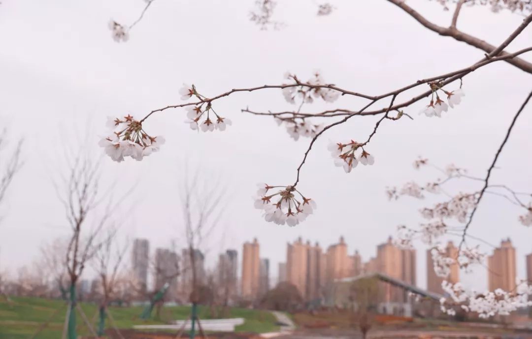 看樱花不用去鸡鸣寺，江北这片樱花林惊艳全南京！