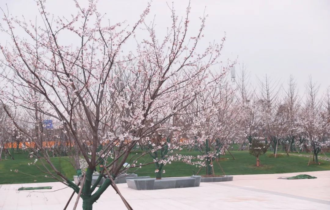 看樱花不用去鸡鸣寺，江北这片樱花林惊艳全南京！