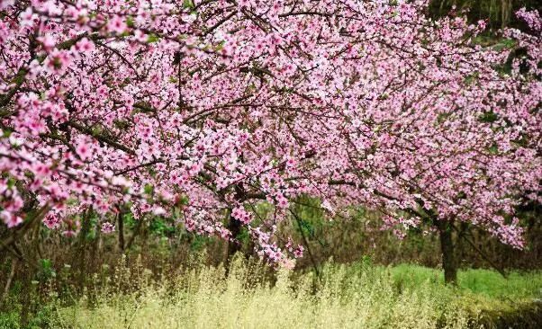 关注丨清明假日山东旅游精彩纷呈 游客踏青赏花赏春光