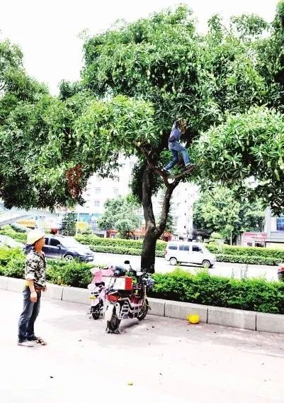 注意!福州路边这种芒果是绿化芒!千万不能吃