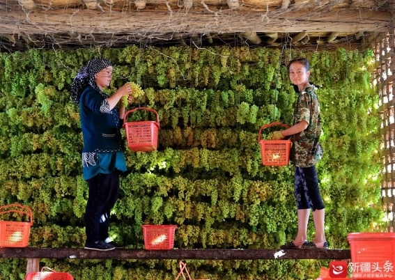 【云游新疆】吐鲁番葡萄节27岁了 小小浆果串起甜蜜产业链