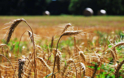 包头:今年准备轮出26063吨市级储备小麦