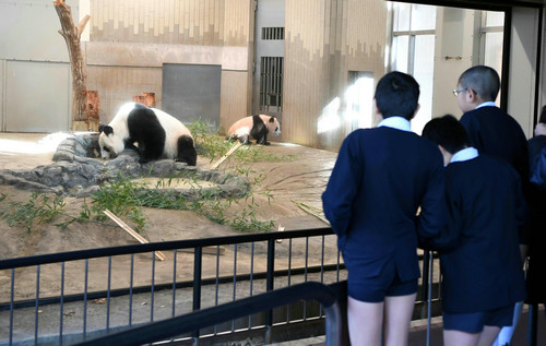 2017年12月18日,在日本东京上野动物园,小学生观看大熊猫幼崽“香香”(右一)与它的妈妈“仙女”(日本名字“真真”)。新华社记者 马平 摄