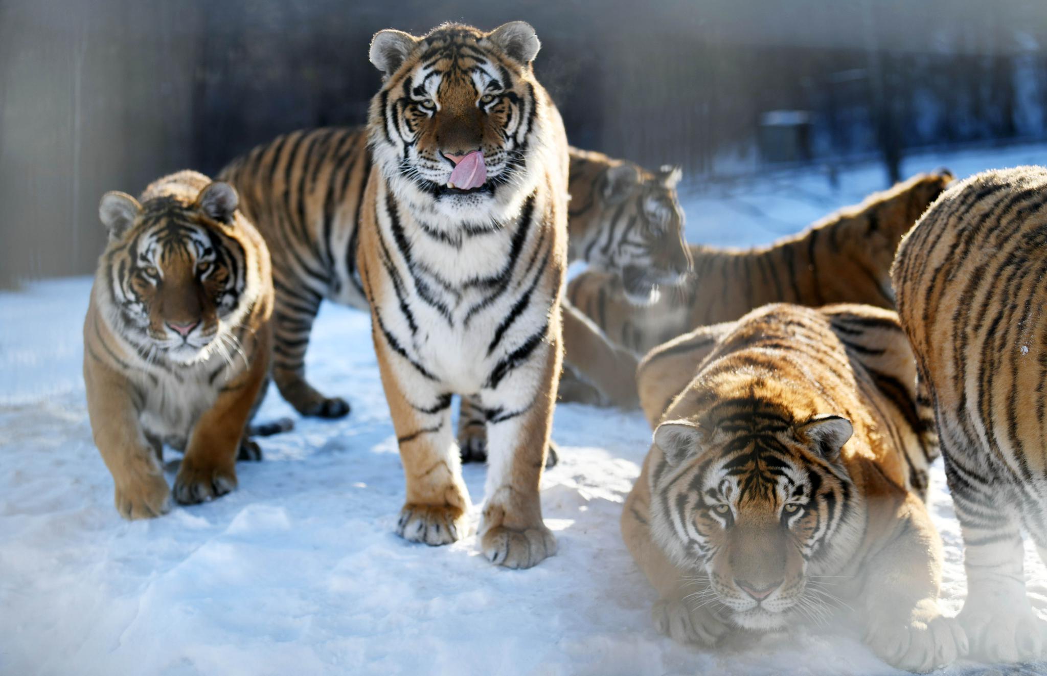 【携程攻略】长春吉林省东北虎园景点,虎园的趣味性很好，门口有很多关于虎的成语，里面老虎都是散养，人关…