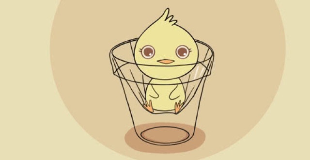 云养鸡!中国首只无壳孵化小鸡出生