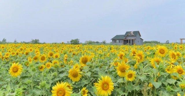 潍坊一路向北!邂逅大片向日葵