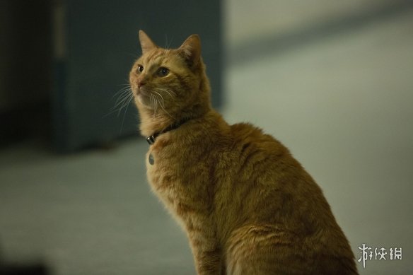 为了一个彩蛋看了一部电影,《惊奇队长》食之无味弃之可惜