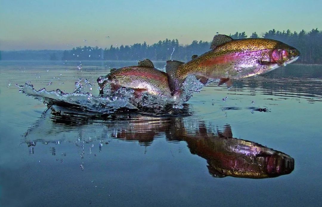▲这是两条虹鳟鱼（图片来源：视觉中国）