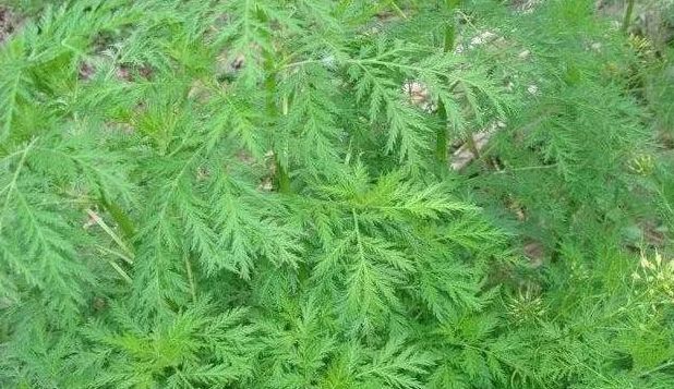 邵阳人还记得曾风靡全国的“宝塔糖”吗?为何已销声匿迹?