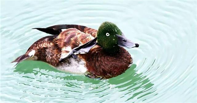 世界仅存不足千只 极危物种青头潜鸭现身枝江
