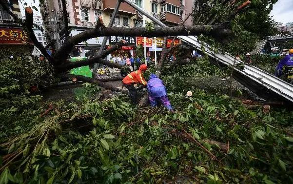 “山竹”过后万树倒伏，为何我们的绿化抵抗不了台风 