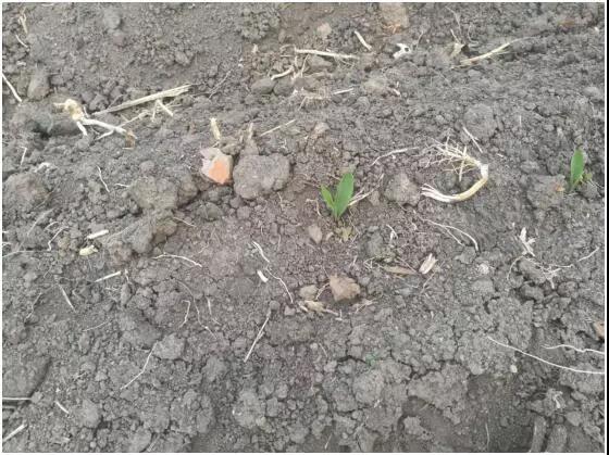 政策搅动东北玉米种植结构调整