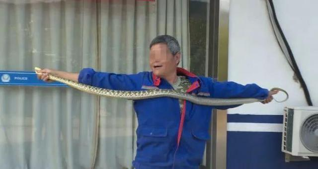 专业人士正在查验活蛇