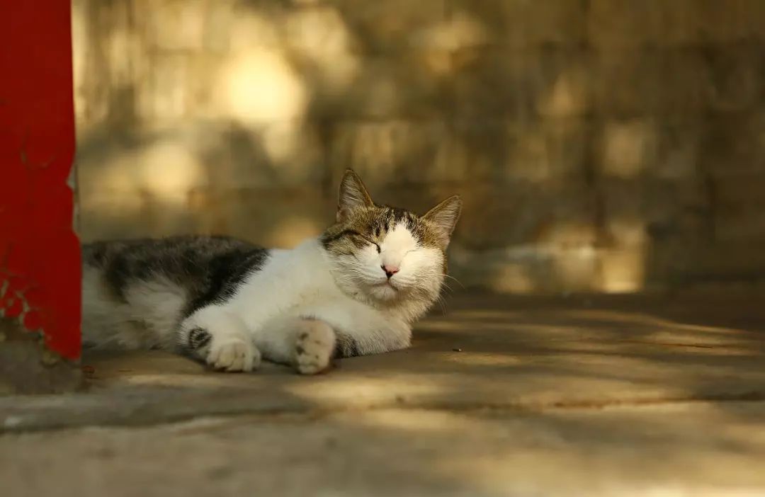 据我们深入调查,故宫的猫还真没有一个吃白食的