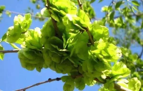 踏春:蒌蒿满地芦芽短 正是采摘野菜时