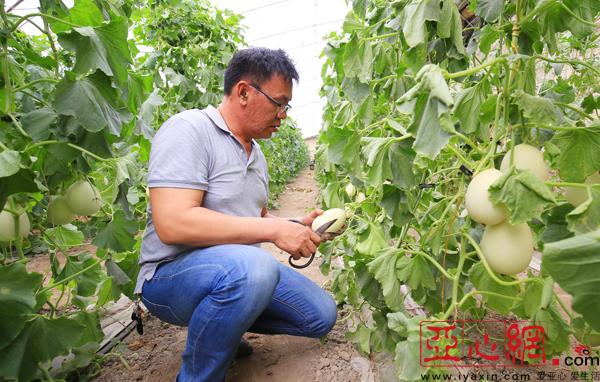 轻如棉花打一动物_一亩棉花能收入多少钱(3)