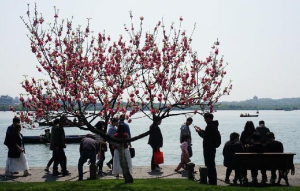 4月5日,游客在杭州西湖踏春,观赏“桃红柳绿”的春日美景。(法国希帕图片社)