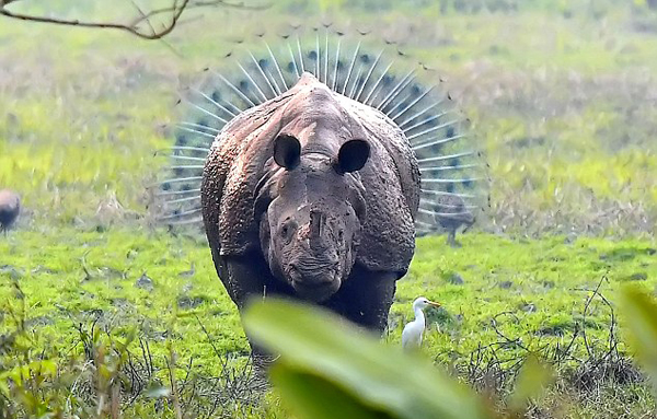 奇妙！摄影师拍到“犀牛开屏” 好似芭蕾舞演员