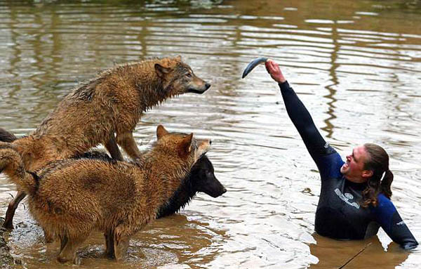 英 狼人 养狼遭邻居抱怨后搬家 转养混血狼|德文