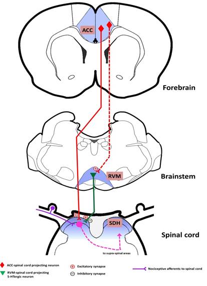 【为创造伟力作出贡献】 西安交大科研人员在中枢痛觉调控通路研究方面有全新发现