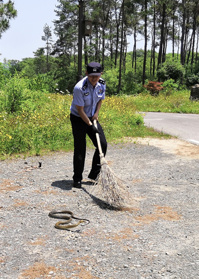 家中游进大黑蛇 民警捕捉放生于止马岭