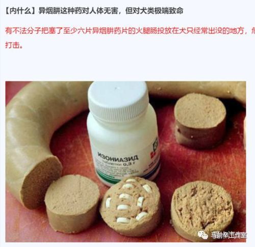 比起巧克力,木糖醇这类的毒狗食品,浓缩成药片的异烟肼隐蔽性显然更好