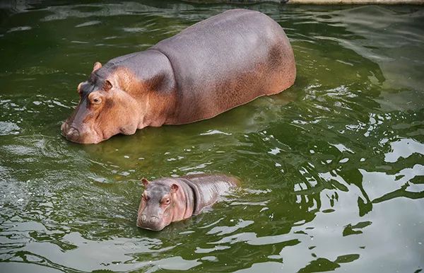 攻击台湾游客致其1死1伤 肯尼亚河马被击毙