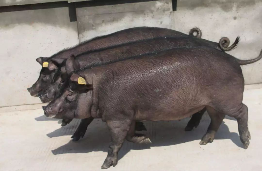 黑猪散养成为农人致富新引擎