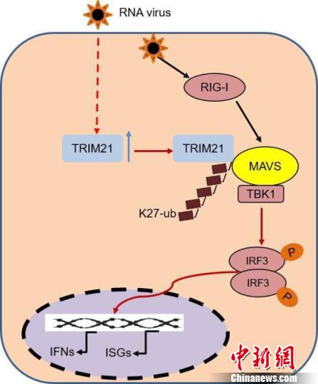 TRIM21通过K27依赖泛素化修饰MAVS， 促使其对TBK1的招募， 促进先天免疫应答。湖南大学供图