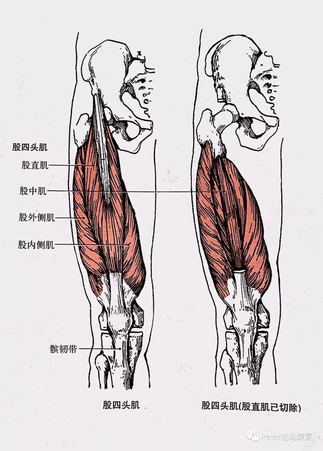 腿粗!腿粗!腿粗!