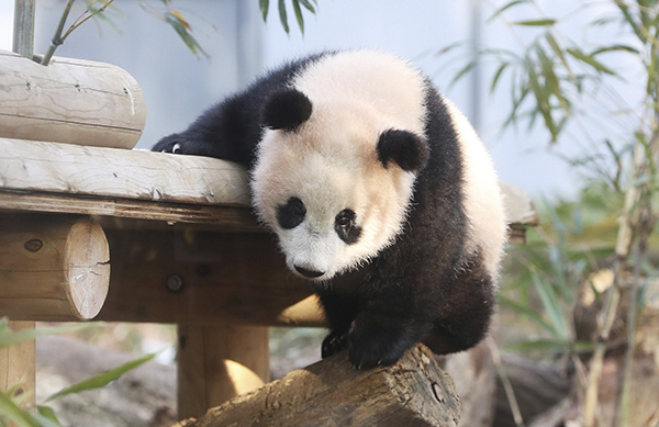 熊猫宝宝“香香”。