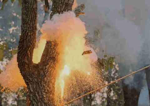 长在树上的“铁西瓜” 汁液可用作汽车燃料