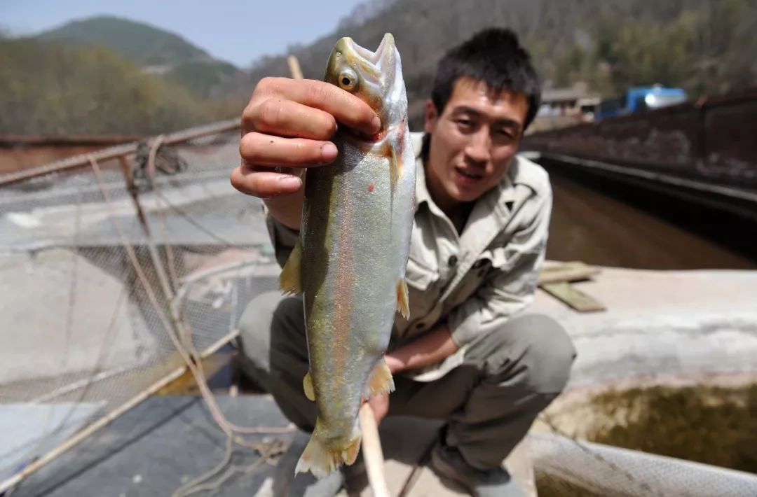 吃货专区 | 最近很火的淡水三文鱼到底能不能