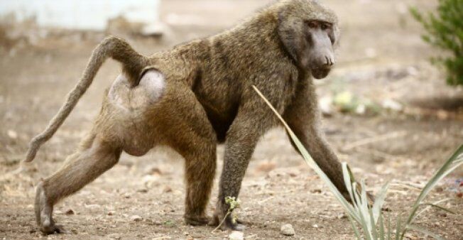 美研究所再曝动物出逃:三只狒狒“越狱”后被抓回