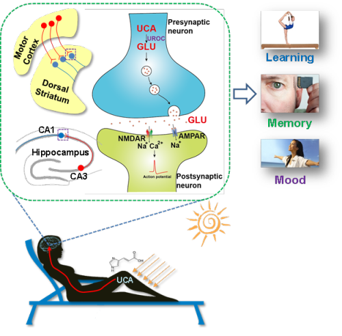 揭示参与日光照射改善学习记忆的脑内谷氨酸合