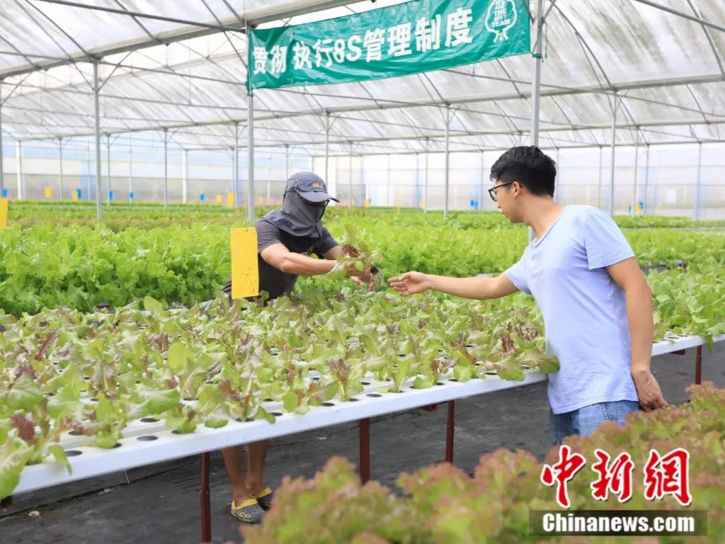 三个香港青年跑到广东来种地 为什么?