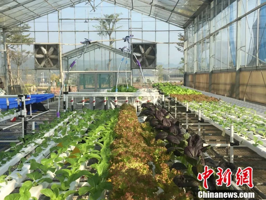 三个香港青年跑到广东来种地 为什么?
