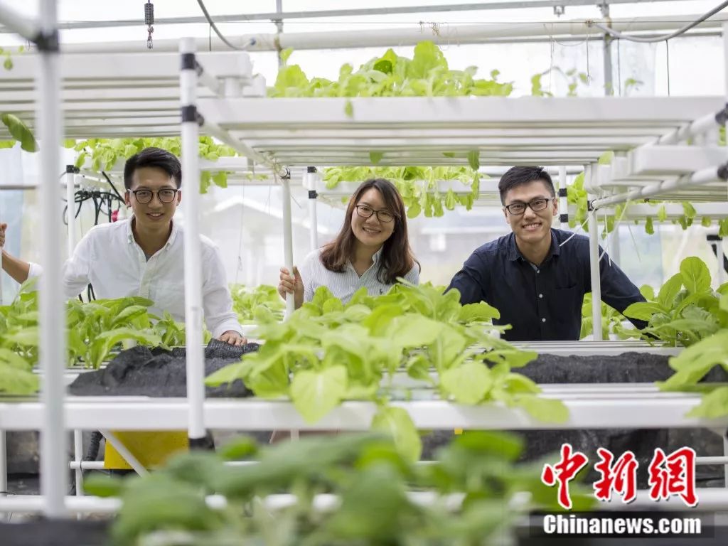 三个香港青年跑到广东来种地 为什么?