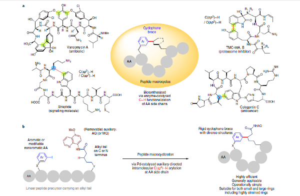 这个修愈乐多肽钙里面加了哪些小分子肽?