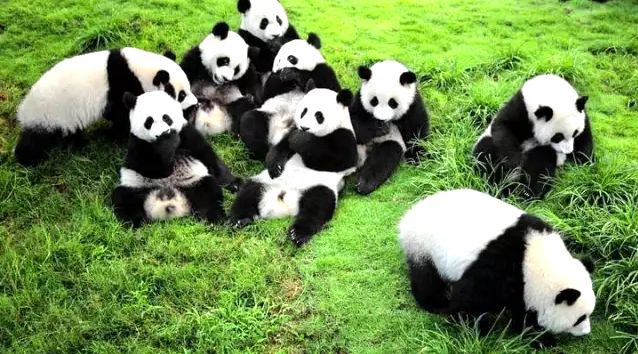 【成都夏令营】我爱熊猫!巴适川蜀!成都逍遥游