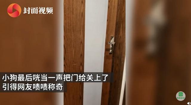 新西兰小狗8个星期学会开车,还超有范儿!网友看完评论扎心了