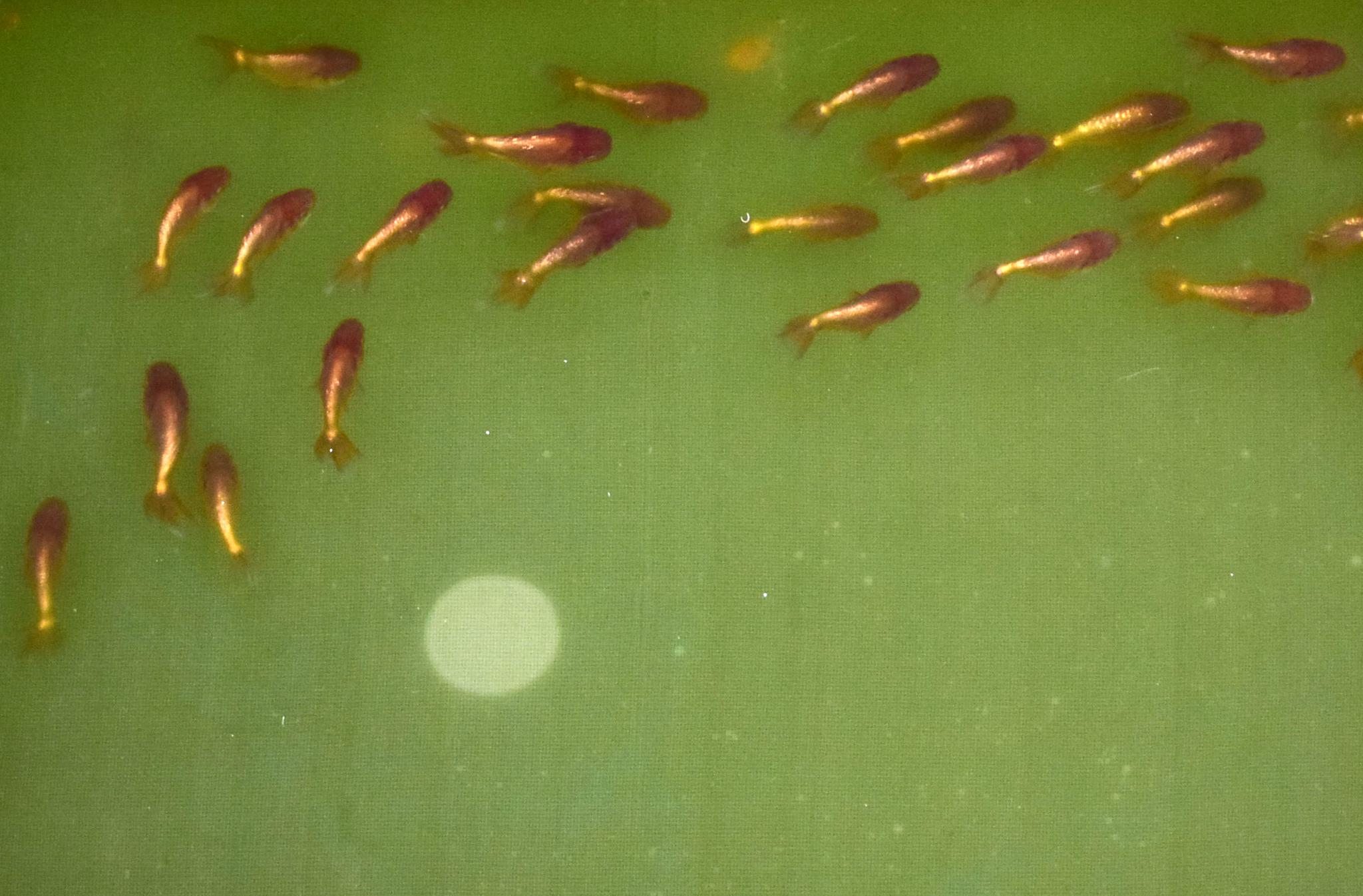 南京金鱼玩家保护金鱼基因,培育出蓝弓背水泡