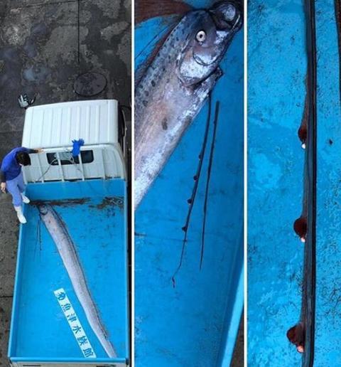 图源:鱼津水族馆社交媒体账号