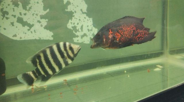 鱼缸里“三大贱客”第一名--贱贱的非洲十间鱼